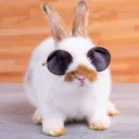 VBunny