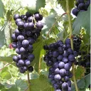 🍇 The Grapevine