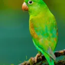 ParrotClient [v1.1]