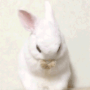 Bunny land
