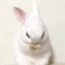 Bunny land