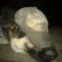 Puppy military base