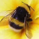 Bee Cafe🐝