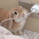 Bunnycord Ი𐑼