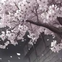 ˳ pink   ۫  sakuras    ۪ ﹙♡﹚