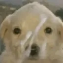 doggy hot glueee :33