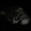 Meowcical
