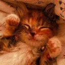 /KittyVerse
