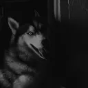 1x1 Literate Dog Roleplay
