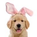 /ρᥲᥕ᥉