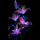Bloom