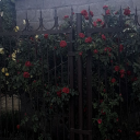Throned Rose psys search