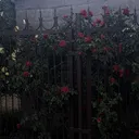 Throned Rose psys search