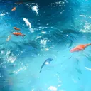 .        #    ﹕ /oceana ﹕       ˘