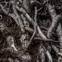 The Rootbound
