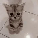 Lovely kittens