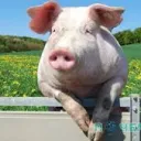 PIGpack