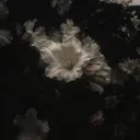 𝓐𝓼𝓱 ✯¸.•
