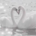 𐙚⋆.˚ 𝓢𝔀𝓪𝓷 𝓵𝓪𝓴𝓮 ✧.* †