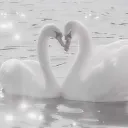 𐙚⋆.˚ 𝓢𝔀𝓪𝓷 𝓵𝓪𝓴𝓮 ✧.* †