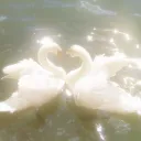 ⊱𝐒𝐰𝐚𝐧 𝐋𝐚𝐤𝐞⊰