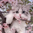 aram kittens ꣑ৎ ࣪𓈒