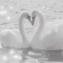 swans! ⋆ ˚｡ /swanclub!