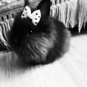݁ ˖Ი𐑼⋆ midnight bunny⊹ ࣪ ˖