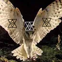 The Owl Family🦉👁