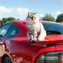Catwall's server discord icon