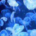 jellyfish central