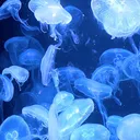 jellyfish central