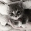 .gg/kittie