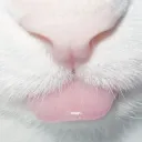 ೀ мαzzу'ѕ ℓιттℓє вє∂ (˵◝ ⩊  ◜˵マ discord icon