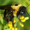🐝 𝕋𝕙𝕖 ℍ𝕚𝕧𝕖 🐝