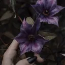 𝐵𝑒𝑙𝑙𝑎𝑑𝑜𝑛𝑛𝑎 18+