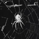 . S𝚙𝕚𝐝𝗲𝚛 ' ɴᴏɪʀ .ᐟ 𝖱𝗉𝖡𝗋🕷