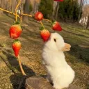 🐇🍓