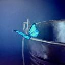 Butterfly’s with no wings