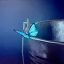 Butterfly’s with no wings