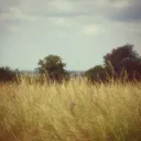 ੭ ֹ   𝓓eep 𝓲n 𝓽he 𝓜eadow   🏹𓏼