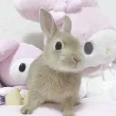 Bunni hangout