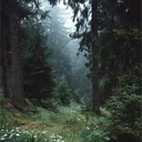 Treehouse...