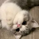 /dispute