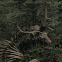 The Forest