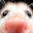 Opossum Playground