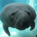 Manatee Cove