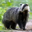 badgerism LMAOOOOO (join for badgers)