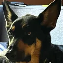 Woof Woof! Bark Bark!