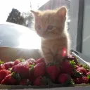 meow
